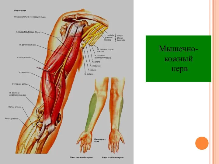 Мышечно- кожный нерв