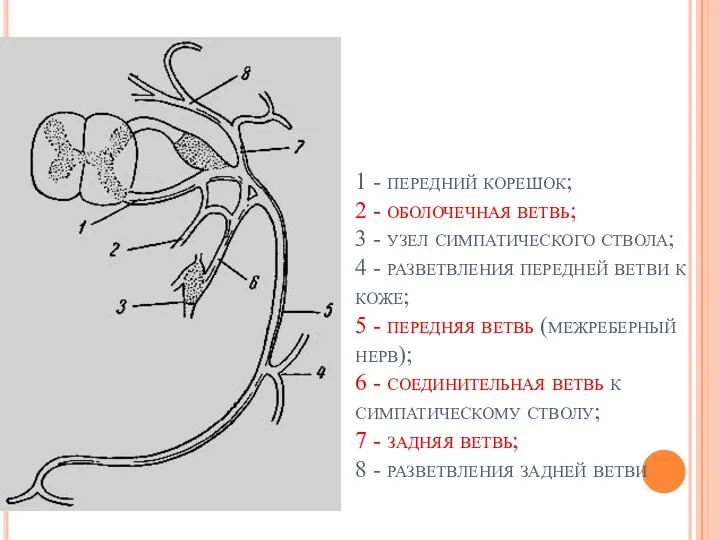 1 - передний корешок; 2 - оболочечная ветвь; 3 - узел