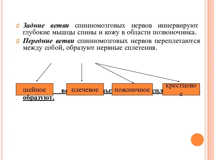 Задние ветви спинномозговых нервов иннервируют глубокие мышцы спины и кожу в