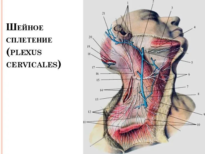 Шейное сплетение (plexus cervicales)