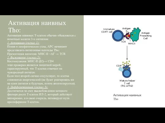 Активация наивных Tho: Активация наивных Т-клеток обычно объясняется с помощью модели