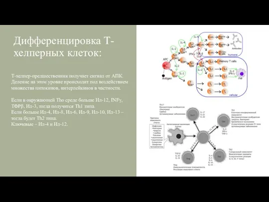 Дифференцировка Т-хелперных клеток: Т-хелпер-предшественник получает сигнал от АПК. Деление на этом