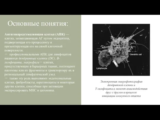 Основные понятия: Антигенпредстваляющая клетка (АПК) — клетка, захватывающая АГ путем эндоцитоза,