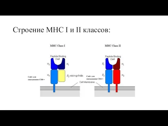 Строение MHC I и II классов: