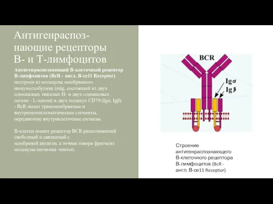 Антигенраспоз-нающие рецепторы В- и Т-лимфоцитов Антигенраспознающий В-клеточный рецептор В-лимфоцитов (BcR -
