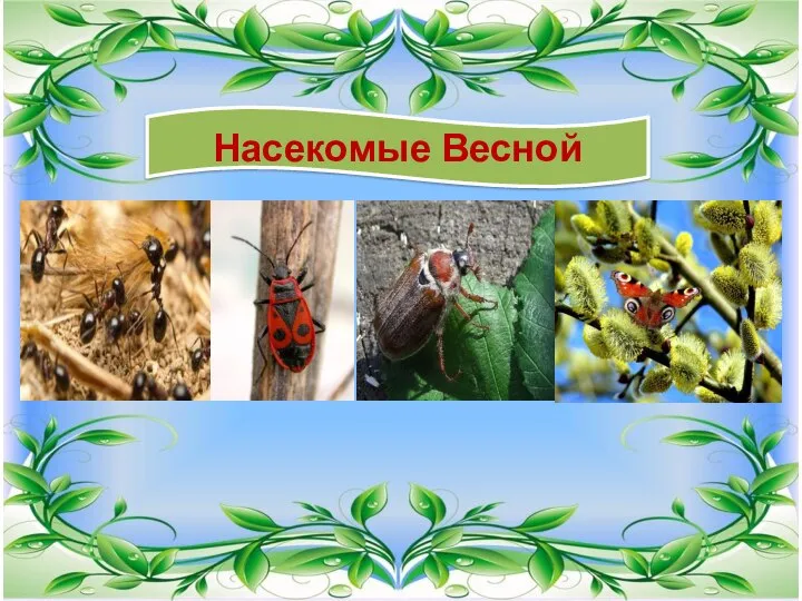 Насекомые Весной