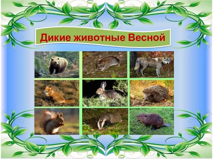 Дикие животные Весной