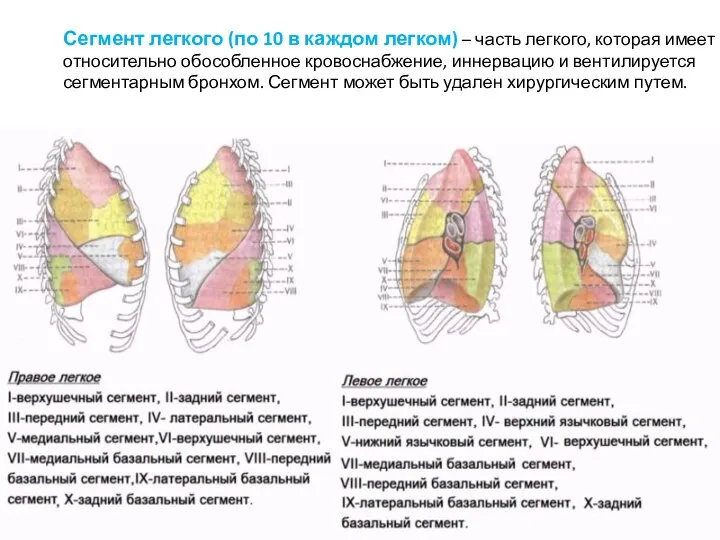 Сегмент легкого (по 10 в каждом легком) – часть легкого, которая