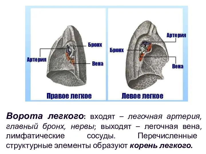 Ворота легкого: входят – легочная артерия, главный бронх, нервы; выходят –