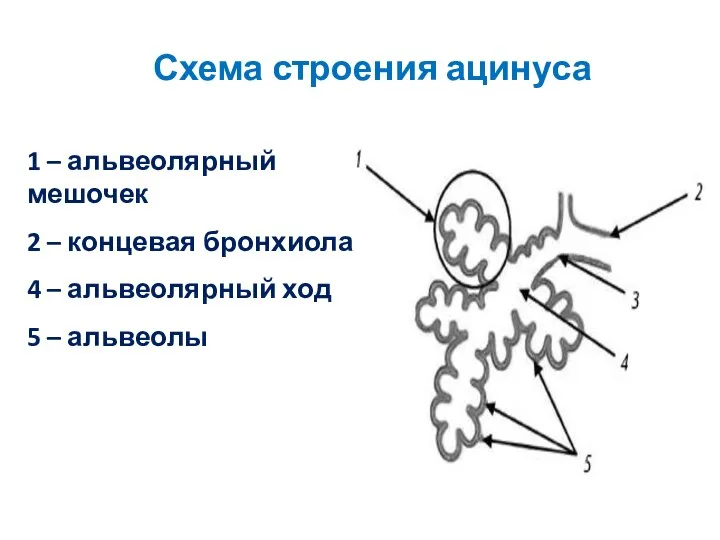 Схема строения ацинуса 1 – альвеолярный мешочек 2 – концевая бронхиола