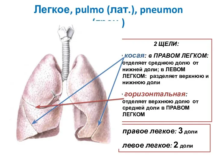 Легкое, pulmo (лат.), pneumon (греч.) 2 ЩЕЛИ: косая: в ПРАВОМ ЛЕГКОМ: