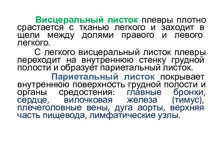 Висцеральный листок плевры плотно срастается с тканью легкого и заходит в