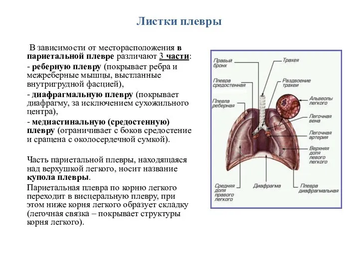 Листки плевры В зависимости от месторасположения в париетальной плевре различают 3