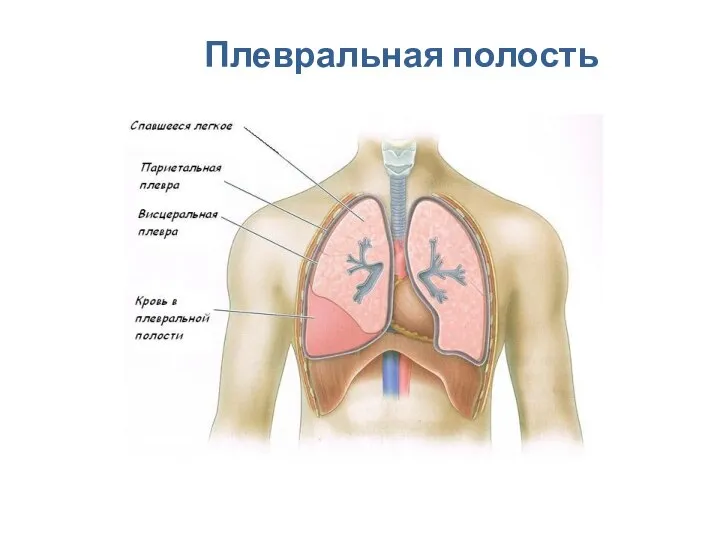 Плевральная полость