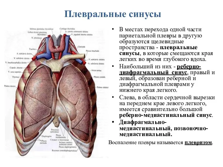 Плевральные синусы В местах перехода одной части париетальной плевры в другую