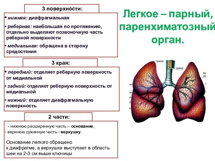 Легкое – парный, паренхиматозный орган. 3 поверхности: нижняя: диафрагмальная реберная: наибольшая