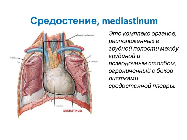 Средостение, mediastinum Это комплекс органов, расположенных в грудной полости между грудиной