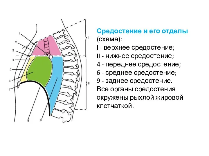 Средостение и его отделы (схема): I - верхнее средостение; II -