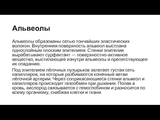 Альвеолы Альвеолы образованы сетью тончайших эластических волокон. Внутренняя поверхность альвеол выстлана