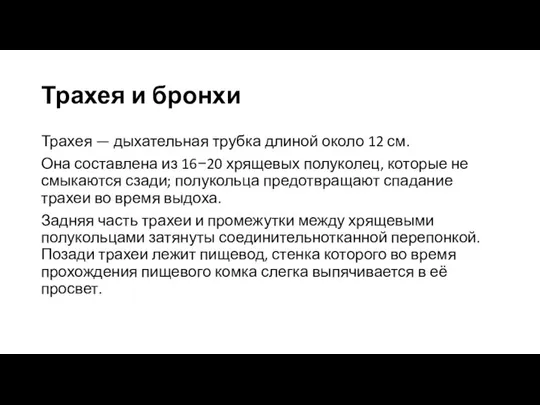 Трахея и бронхи Трахея — дыхательная трубка длиной около 12 см.