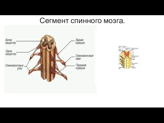 Сегмент спинного мозга.