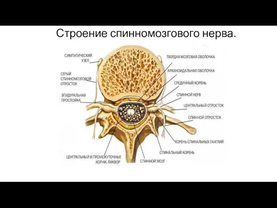 Строение спинномозгового нерва.