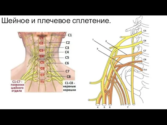 Шейное и плечевое сплетение.