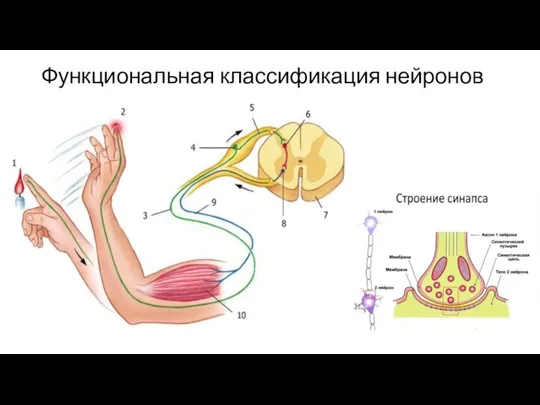 Функциональная классификация нейронов