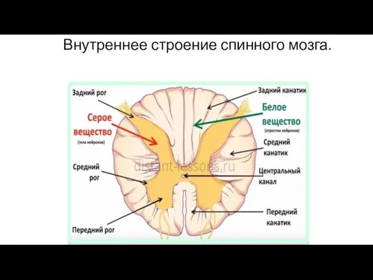 Внутреннее строение спинного мозга.