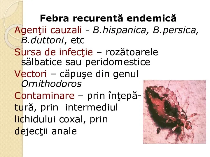 Febra recurentă endemică Agenţii cauzali - B.hispanica, B.persica, B.duttoni, etc Sursa