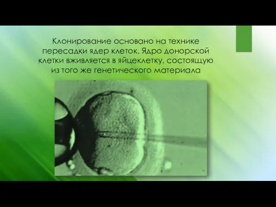 Клонирование основано на технике пересадки ядер клеток. Ядро донорской клетки вживляется