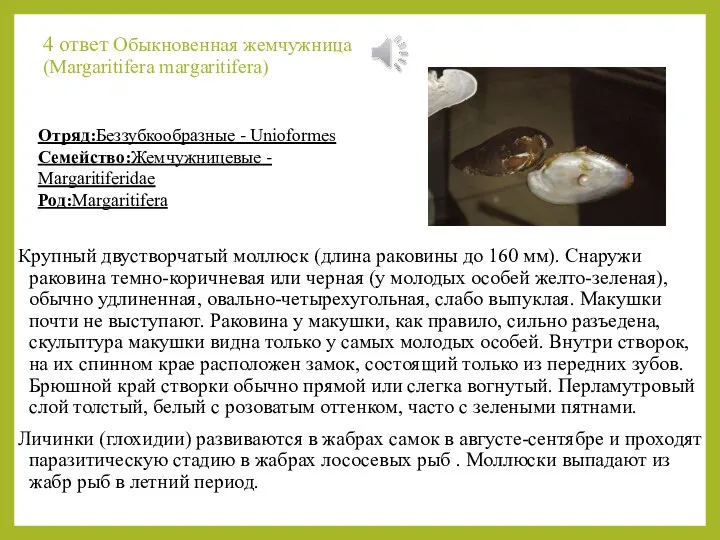 4 ответ Обыкновенная жемчужница (Margaritifera margaritifera) Крупный двустворчатый моллюск (длина раковины