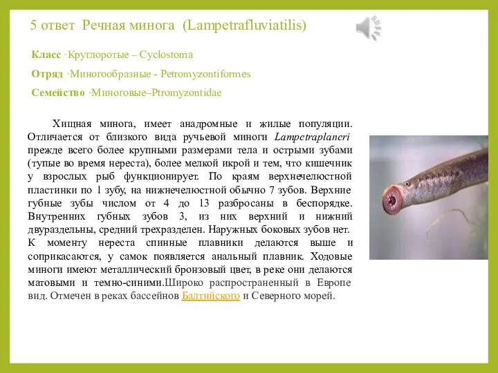 5 ответ Речная минога (Lampetrafluviatilis) Класс ·Круглоротые – Cyclostoma Отряд ·Миногообразные