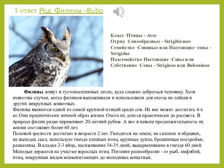 1 ответ Род ·Филины –Bubo Филины живут в густонаселенных лесах, куда