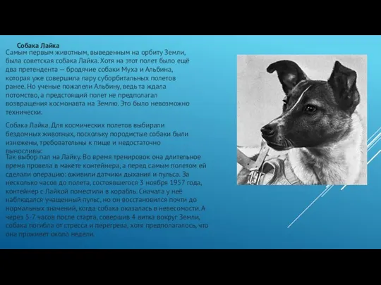 Собака Лайка Самым первым животным, выведенным на орбиту Земли, была советская