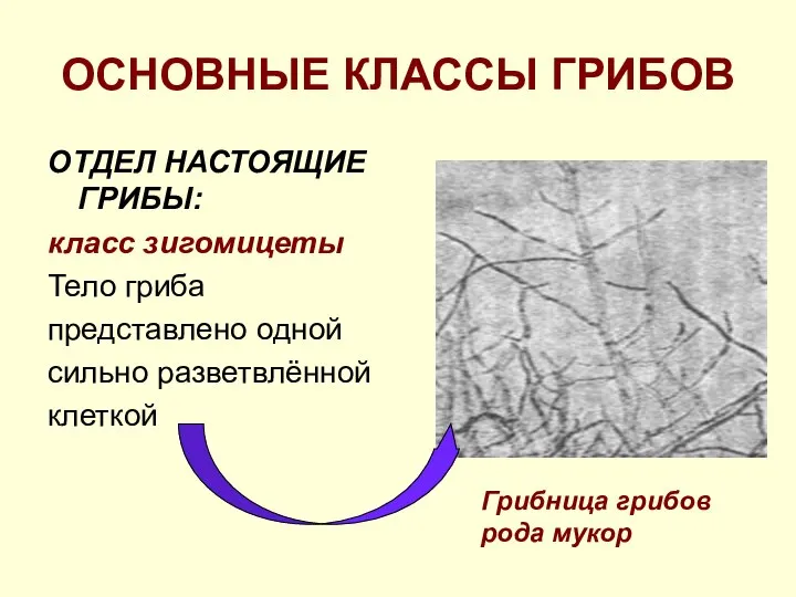 ОСНОВНЫЕ КЛАССЫ ГРИБОВ ОТДЕЛ НАСТОЯЩИЕ ГРИБЫ: класс зигомицеты Тело гриба представлено