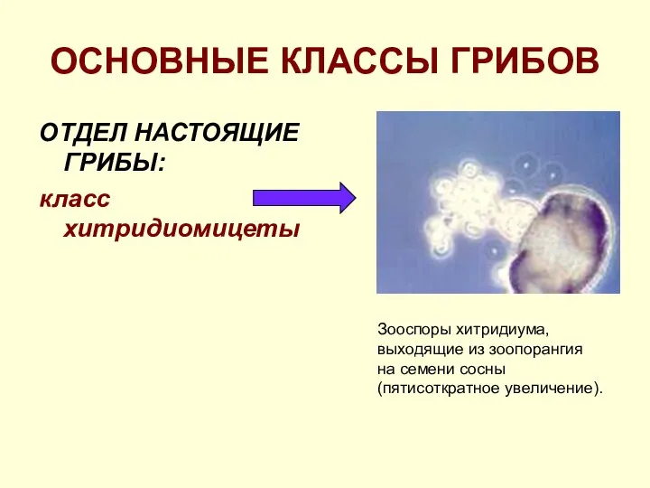 ОСНОВНЫЕ КЛАССЫ ГРИБОВ ОТДЕЛ НАСТОЯЩИЕ ГРИБЫ: класс хитридиомицеты Зооспоры хитридиума, выходящие