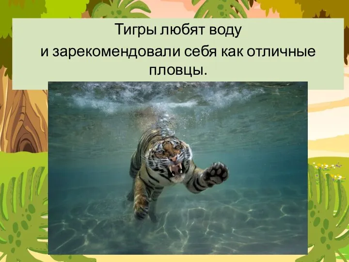 Тигры любят воду и зарекомендовали себя как отличные пловцы.