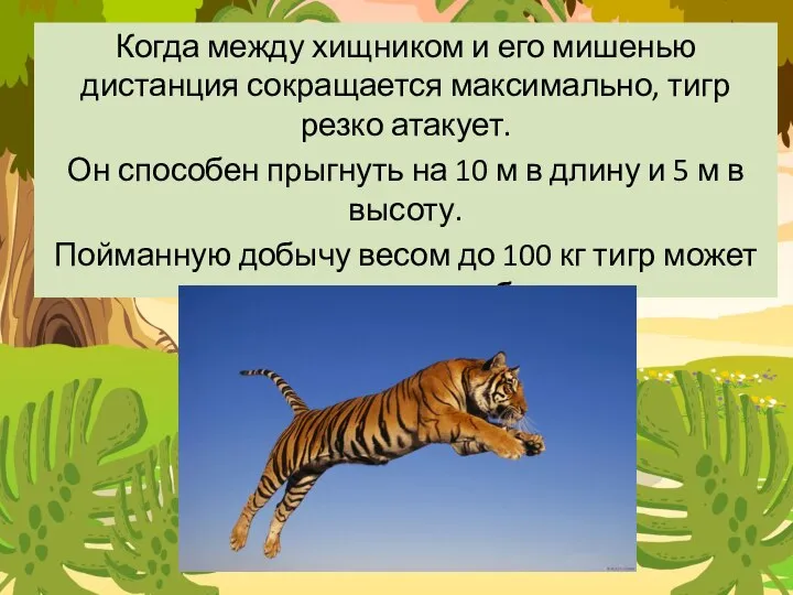 Когда между хищником и его мишенью дистанция сокращается максимально, тигр резко
