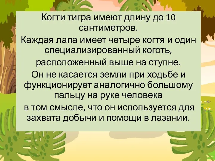 Когти тигра имеют длину до 10 сантиметров. Каждая лапа имеет четыре