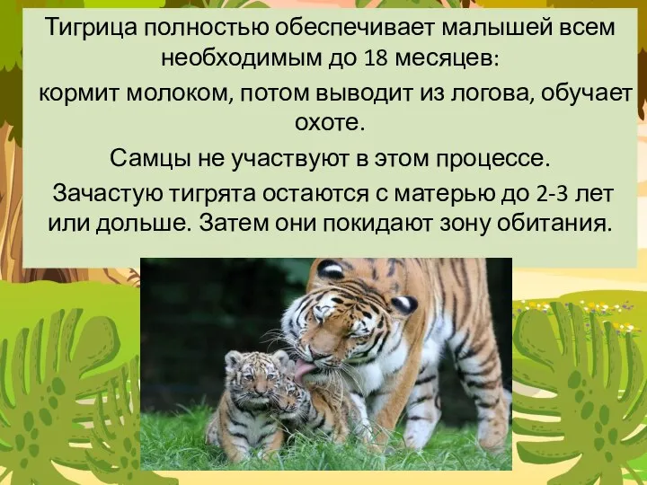 Тигрица полностью обеспечивает малышей всем необходимым до 18 месяцев: кормит молоком,