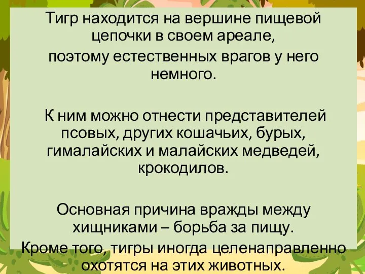 Тигр находится на вершине пищевой цепочки в своем ареале, поэтому естественных