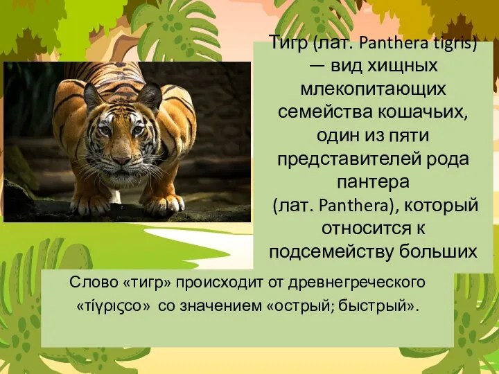 Тигр (лат. Panthera tigris) — вид хищных млекопитающих семейства кошачьих, один