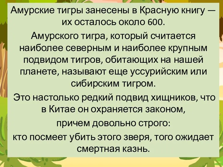 Амурские тигры занесены в Красную книгу — их осталось около 600.