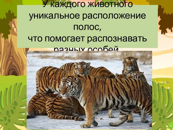 У каждого животного уникальное расположение полос, что помогает распознавать разных особей.