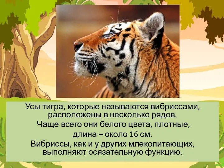 Усы тигра, которые называются вибриссами, расположены в несколько рядов. Чаще всего