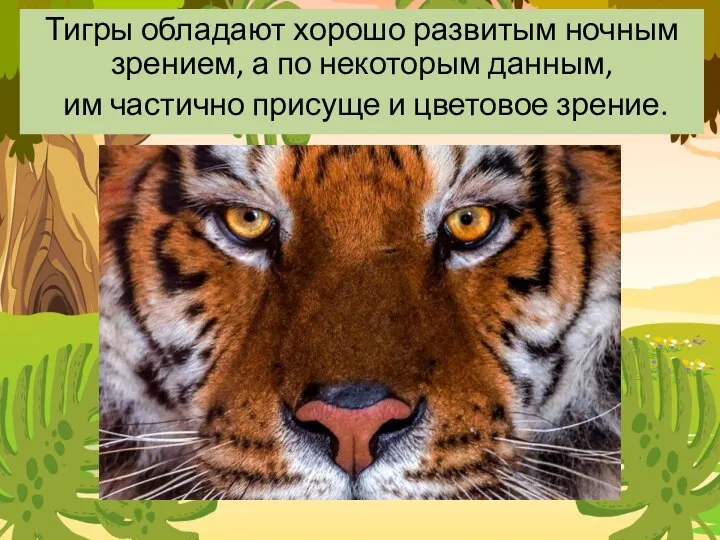 Тигры обладают хорошо развитым ночным зрением, а по некоторым данным, им частично присуще и цветовое зрение.