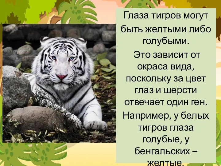 Глаза тигров могут быть желтыми либо голубыми. Это зависит от окраса