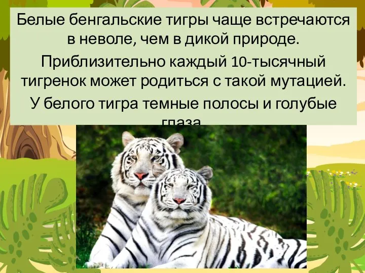 Белые бенгальские тигры чаще встречаются в неволе, чем в дикой природе.