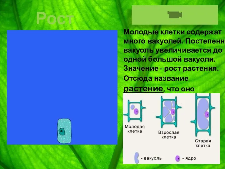 Рост клетки Молодые клетки содержат много вакуолей. Постепенно вакуоль увеличивается до